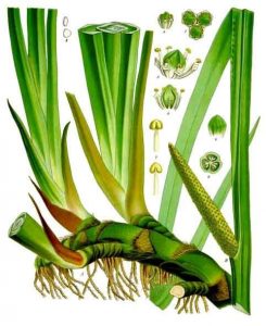 sweet flag - acorus calamus - whole plant