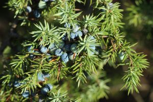 juniper - juniperus communis - needle and berry