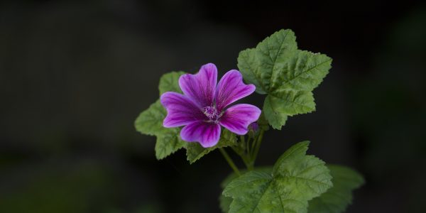 mallow - malva sylvestris - flower