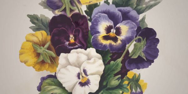 pansy - viola-tricolor - drawing