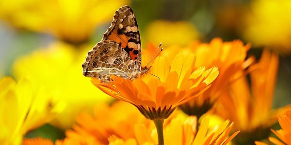 marigold - calendula officinalis - flower and butterfly