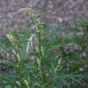 mugwort - artemisia vulgaris - leaves and inflorescence
