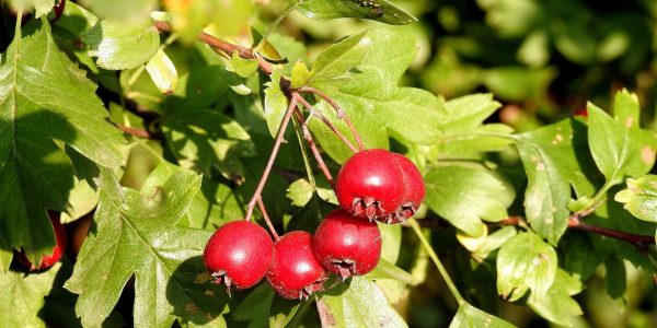 hawthorn - crataegus - leaves and berries