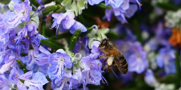 rosemary - rosmarinus officinalis - flower and bee