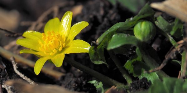 lesser celandine - ranunculus ficaria - flower