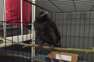 young crow fledgling care malnourished