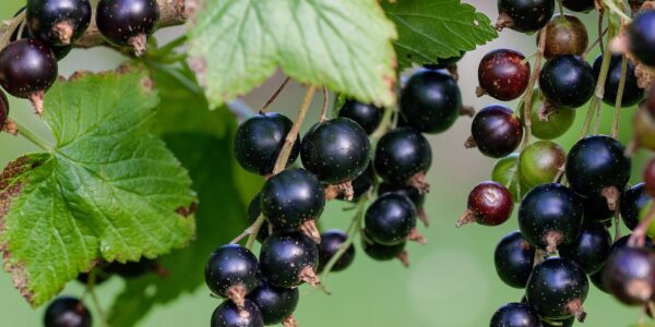 blackcurrant - ribes nigrum - berry and leaf