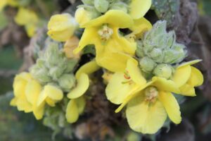 great mullein - verbascum thapsus - bud and flower