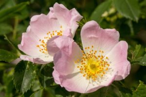 wild dog rose - rosa canina - flower