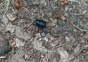 dung beetle on the move