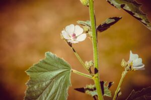marshmallow - althaea officinalis - flower and leaf